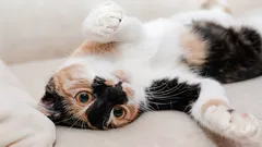 Warum die Katze den Bauch zeigt: Zoologen haben alle Signale Ihres Haustiers entschlüsselt