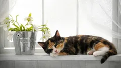 Die Folgen können gravierend sein: Warum Katzen nicht auf dem Fenstersims schlafen sollten