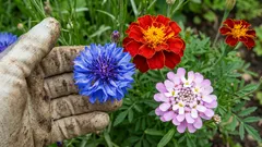Sogar Giessen ist nicht nötig: Die schönsten Gartenblumen, die kaum Pflege brauchen